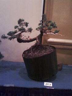 Member Tree  -  J. Roth 9 2010